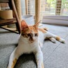１歳くらいの子猫❤もっちゃん サムネイル2
