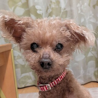 物静かなお淑やかプードル