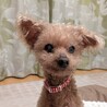 物静かなお淑やかプードル サムネイル2