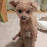 物静かなお淑やかプードル サムネイル3