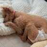 物静かなお淑やかプードル サムネイル4