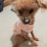 物静かなお淑やかプードル サムネイル5