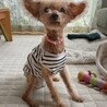 物静かなお淑やかプードル サムネイル6