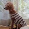 物静かなお淑やかプードル サムネイル7