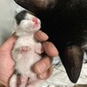 可愛がってほしいです！ サムネイル2