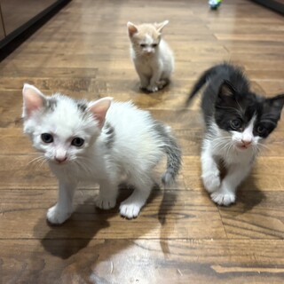 甘えん坊オス４ヶ月子猫兄弟