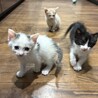 甘えん坊オス４ヶ月子猫兄弟