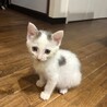 甘えん坊オス４ヶ月子猫兄弟 サムネイル3