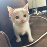 甘えん坊オス４ヶ月子猫兄弟 サムネイル4