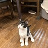 甘えん坊オス４ヶ月子猫兄弟 サムネイル6