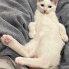 甘えん坊オス４ヶ月子猫兄弟 サムネイル7