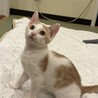 甘えん坊オス４ヶ月子猫兄弟 サムネイル5