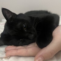 くろ
