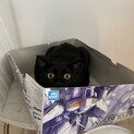 黒猫