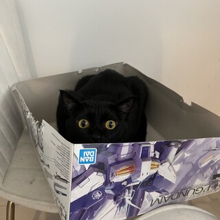 黒猫