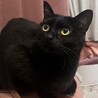 黒猫 サムネイル2