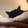 黒猫 サムネイル3