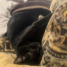 黒猫 サムネイル4