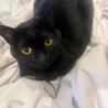 黒猫 サムネイル5