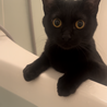 黒猫 サムネイル7