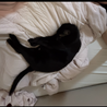 黒猫 サムネイル6