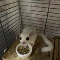 フクロモモンガ　男の子　リューシ