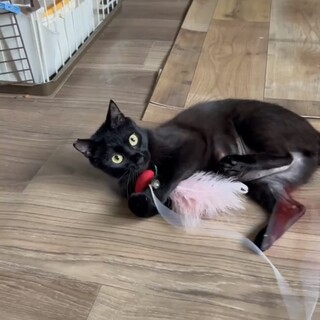 元気いっぱいネネちゃん