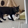 元気いっぱいネネちゃん サムネイル2