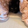 元気いっぱいネネちゃん サムネイル4