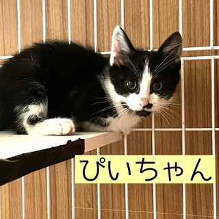 超々キュートな白黒兄弟