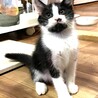 超々キュートな白黒兄弟 サムネイル3