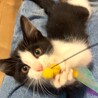超々キュートな白黒兄弟 サムネイル4