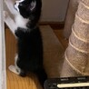 超々キュートな白黒兄弟 サムネイル5