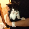 超々キュートな白黒兄弟 サムネイル6