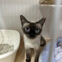 子育ての終わったママ猫ちゃん。