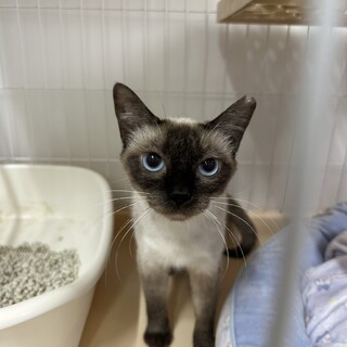子育ての終わったママ猫ちゃん。