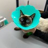 子育ての終わったママ猫ちゃん。 サムネイル2