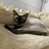 子育ての終わったママ猫ちゃん。 サムネイル3