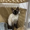 子育ての終わったママ猫ちゃん。 サムネイル4