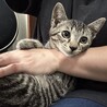 おだやかで人馴れしてるキジトラくん サムネイル2