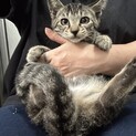 おだやかで人馴れしてるキジトラくん