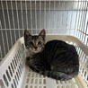 おだやかで人馴れしてるキジトラくん サムネイル4