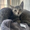 おだやかで人馴れしてるキジトラくん サムネイル5