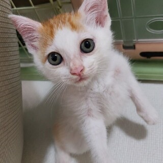 ちくわ：8月下旬から募集開始予定！かわいい茶白子猫