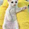 ちくわ：8月下旬から募集開始予定！かわいい茶白子猫 サムネイル2