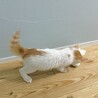 ちくわ：8月下旬から募集開始予定！かわいい茶白子猫 サムネイル3