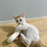 ちくわ：8月下旬から募集開始予定！かわいい茶白子猫 サムネイル4