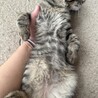 人慣ればっちり♡お膝に乗ってくる☆男爵 サムネイル3