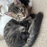 人慣ればっちり♡お膝に乗ってくる☆男爵 サムネイル5