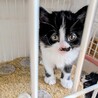 可愛くおしゃべりしてくれるニロちゃん サムネイル3